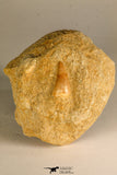 30761 - Well Preserved 0.91 Inch Eremiasaurus heterodontus (Mosasaur) Tooth in Natural Matrix