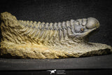 22047- Nicely Preserved 3.34 Inch Crotalocephalina (Crotalocephalus) gibbus Lower Devonian Trilobite