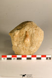 30761 - Well Preserved 0.91 Inch Eremiasaurus heterodontus (Mosasaur) Tooth in Natural Matrix