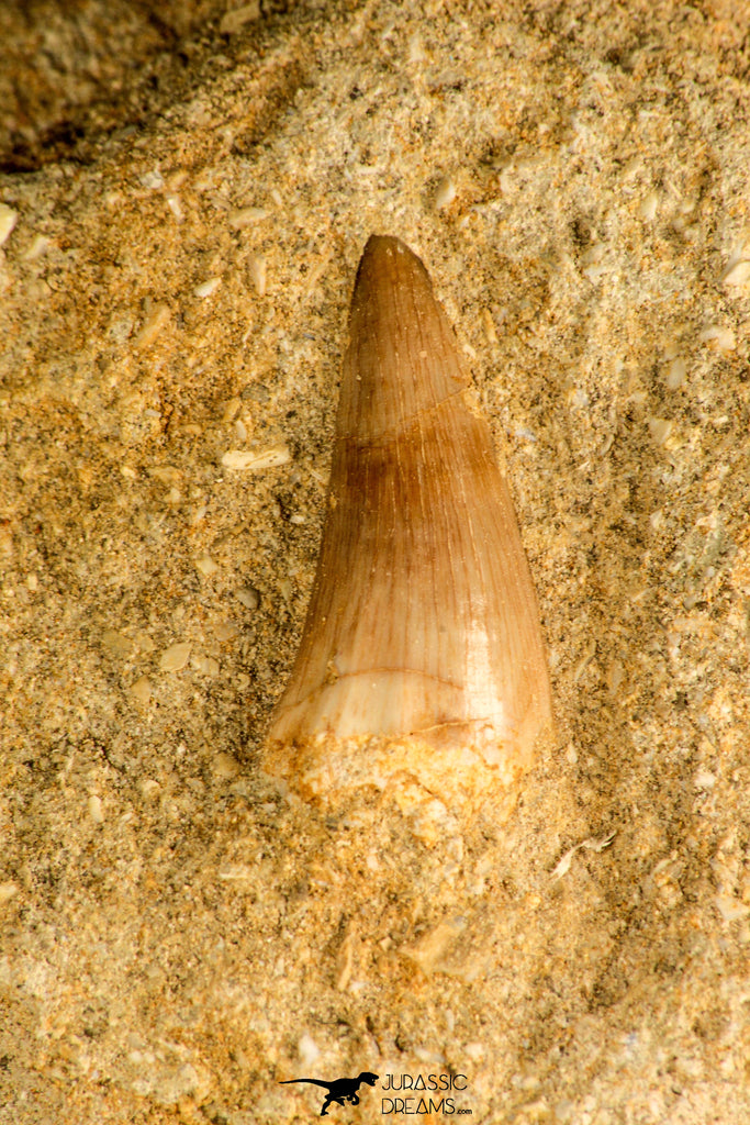 30761 - Well Preserved 0.91 Inch Eremiasaurus heterodontus (Mosasaur) Tooth in Natural Matrix