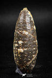 05044- Top Rare 2.14 Inch Fossilized Silicified Pine Cone EQUICALASTROBUS Eocene Sahara Desert