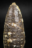 05044- Top Rare 2.14 Inch Fossilized Silicified Pine Cone EQUICALASTROBUS Eocene Sahara Desert