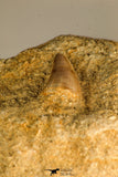 30761 - Well Preserved 0.91 Inch Eremiasaurus heterodontus (Mosasaur) Tooth in Natural Matrix