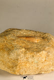 30761 - Well Preserved 0.91 Inch Eremiasaurus heterodontus (Mosasaur) Tooth in Natural Matrix