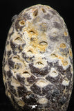 05045- Top Rare 1.44 Inch Fossilized Silicified Pine Cone EQUICALASTROBUS Eocene Sahara Desert