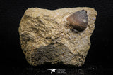 07831 - Well Preserved 0.80 Inch Globidens phosphaticus (Mosasaur) Tooth on Matrix Cretaceous