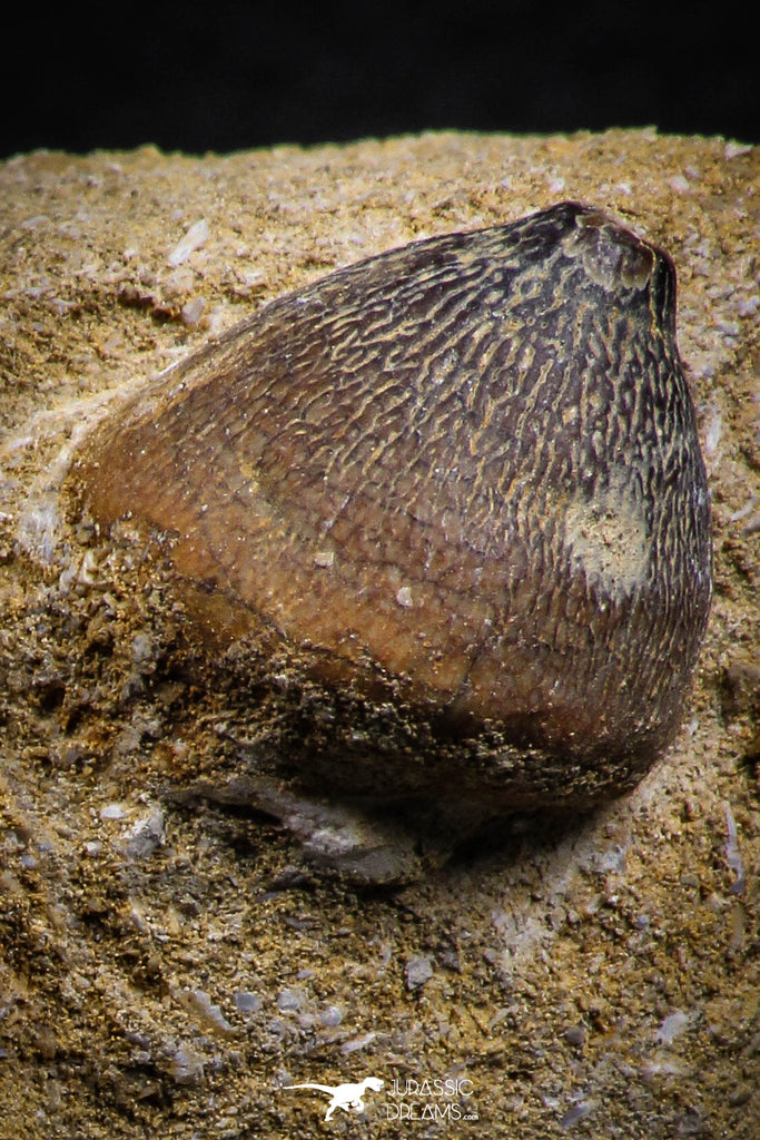 07831 - Well Preserved 0.80 Inch Globidens phosphaticus (Mosasaur) Tooth on Matrix Cretaceous