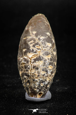 05046- Top Rare 1.5 Inch Fossilized Silicified Pine Cone EQUICALASTROBUS Eocene Sahara Desert
