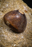 07832 - Nicely Preserved 0.79 Inch Globidens phosphaticus (Mosasaur) Tooth on Matrix Cretaceous