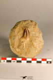 30760B - Top Beautiful 0.98 Inch Mosasaur (Prognathodon anceps) Tooth in Matrix Late Cretaceous