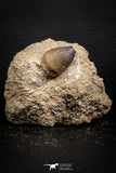 07833 - Nicely Preserved 0.93 Inch Globidens phosphaticus (Mosasaur) Tooth on Matrix Cretaceous