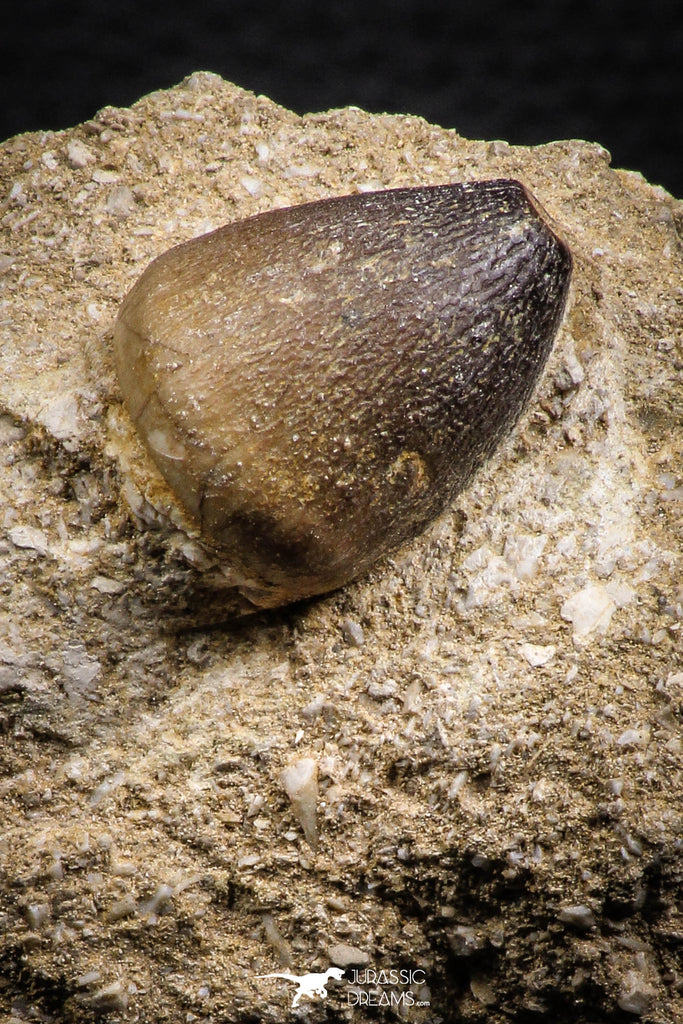 07833 - Nicely Preserved 0.93 Inch Globidens phosphaticus (Mosasaur) Tooth on Matrix Cretaceous