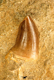 30760B - Top Beautiful 0.98 Inch Mosasaur (Prognathodon anceps) Tooth in Matrix Late Cretaceous