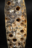 05047- Top Rare 2.39 Inch Fossilized Silicified Pine Cone EQUICALASTROBUS Eocene Sahara Desert