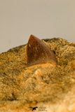 30760B - Top Beautiful 0.98 Inch Mosasaur (Prognathodon anceps) Tooth in Matrix Late Cretaceous