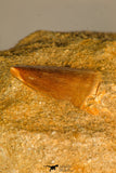 30760B - Top Beautiful 0.98 Inch Mosasaur (Prognathodon anceps) Tooth in Matrix Late Cretaceous