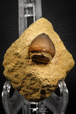 07834 - Nicely Preserved 0.89 Inch Globidens phosphaticus (Mosasaur) Tooth on Matrix Cretaceous