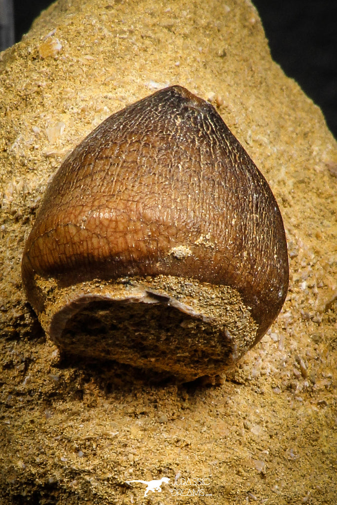 07834 - Nicely Preserved 0.89 Inch Globidens phosphaticus (Mosasaur) Tooth on Matrix Cretaceous