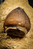 07834 - Nicely Preserved 0.89 Inch Globidens phosphaticus (Mosasaur) Tooth on Matrix Cretaceous