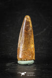 88277 - Top Quality Red 1.17 Inch Spinosaurus Dinosaur Tooth Cretaceous