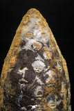 05048- Top Rare 1.57 Inch Fossilized Silicified Pine Cone EQUICALASTROBUS Eocene Sahara Desert
