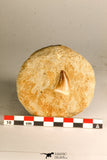 30763 - Beautiful 1.02 Inch Mosasaur (Prognathodon anceps) Tooth in Matrix Late Cretaceous