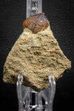 07835 - Nicely Preserved 1.00 Inch Globidens phosphaticus (Mosasaur) Tooth on Matrix Cretaceous
