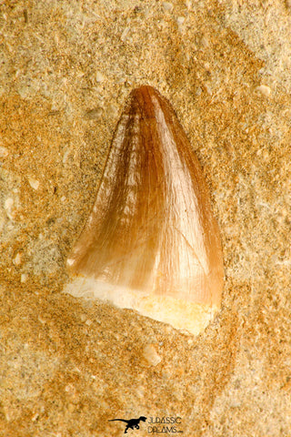 30763 - Beautiful 1.02 Inch Mosasaur (Prognathodon anceps) Tooth in Matrix Late Cretaceous