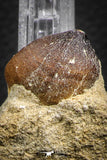 07835 - Nicely Preserved 1.00 Inch Globidens phosphaticus (Mosasaur) Tooth on Matrix Cretaceous