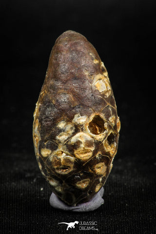 05049- Top Rare 1.43 Inch Fossilized Silicified Pine Cone EQUICALASTROBUS Eocene Sahara Desert