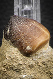 07835 - Nicely Preserved 1.00 Inch Globidens phosphaticus (Mosasaur) Tooth on Matrix Cretaceous