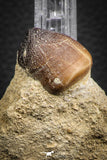 07835 - Nicely Preserved 1.00 Inch Globidens phosphaticus (Mosasaur) Tooth on Matrix Cretaceous