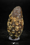 05049- Top Rare 1.43 Inch Fossilized Silicified Pine Cone EQUICALASTROBUS Eocene Sahara Desert