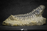 22048 - Nicely Preserved 3.59 Inch Crotalocephalina (Crotalocephalus) gibbus Lower Devonian Trilobite