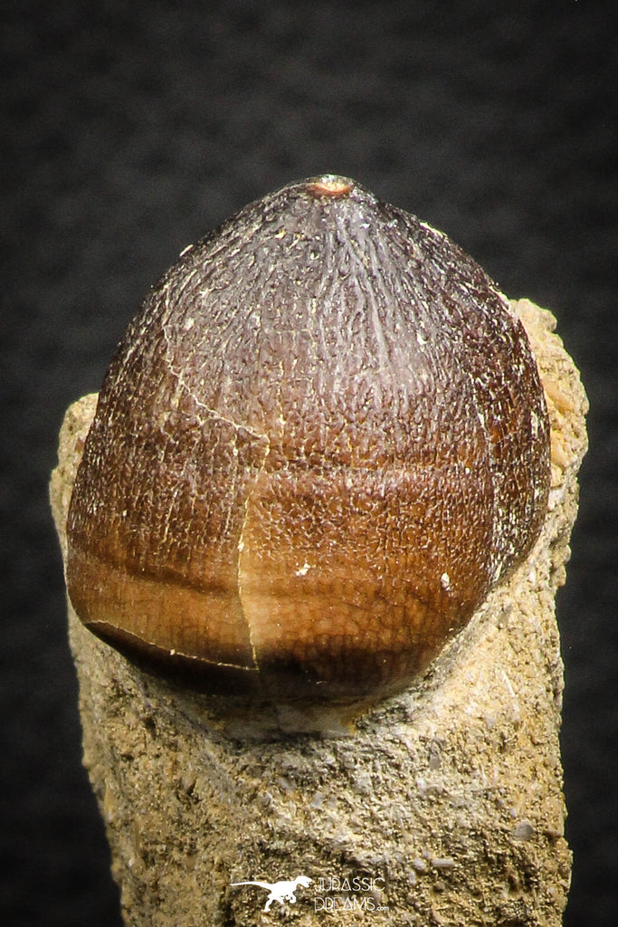 07835 - Nicely Preserved 1.00 Inch Globidens phosphaticus (Mosasaur) Tooth on Matrix Cretaceous