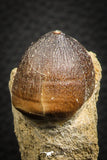 07835 - Nicely Preserved 1.00 Inch Globidens phosphaticus (Mosasaur) Tooth on Matrix Cretaceous