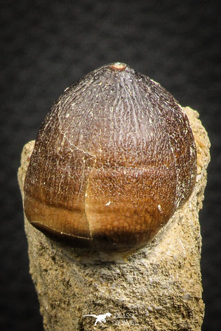 07835 - Nicely Preserved 1.00 Inch Globidens phosphaticus (Mosasaur) Tooth on Matrix Cretaceous