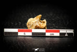 05312 - Beautiful 0.61 Inch Palaeophis Magrebianus Paleocene Sea Snake Vertebra Bone