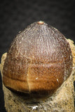 07835 - Nicely Preserved 1.00 Inch Globidens phosphaticus (Mosasaur) Tooth on Matrix Cretaceous