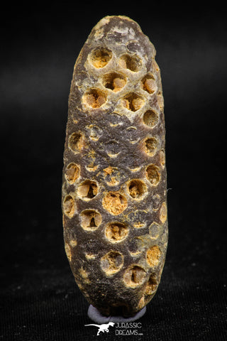 05050- Top Rare 2.25 Inch Fossilized Silicified Pine Cone EQUICALASTROBUS Eocene Sahara Desert