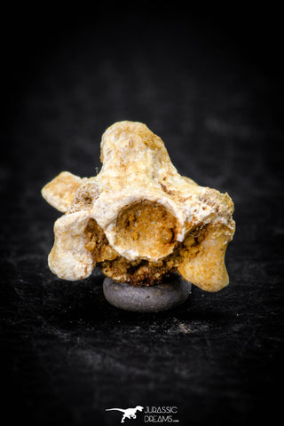 05312 - Beautiful 0.61 Inch Palaeophis Magrebianus Paleocene Sea Snake Vertebra Bone