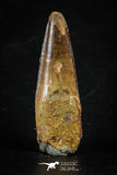 88280 - Top Quality Red 1.93 Inch Spinosaurus Dinosaur Tooth Cretaceous