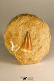 30764 - Top Quality 1.30 Inch Mosasaur (Prognathodon anceps) Tooth in Matrix Late Cretaceous