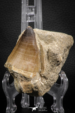 07836 - Top Huge 2.69 Inch Mosasaur (Prognathodon anceps) Tooth in Matrix Late Cretaceous