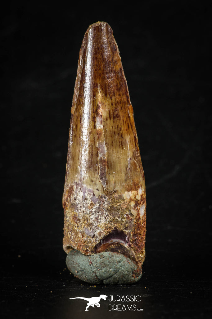 88280 - Top Quality Red 1.93 Inch Spinosaurus Dinosaur Tooth Cretaceous