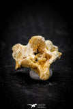 05312 - Beautiful 0.61 Inch Palaeophis Magrebianus Paleocene Sea Snake Vertebra Bone