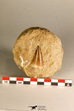 30764 - Top Quality 1.30 Inch Mosasaur (Prognathodon anceps) Tooth in Matrix Late Cretaceous