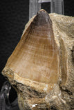 07836 - Top Huge 2.69 Inch Mosasaur (Prognathodon anceps) Tooth in Matrix Late Cretaceous