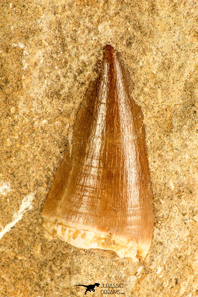 30764 - Top Quality 1.30 Inch Mosasaur (Prognathodon anceps) Tooth in Matrix Late Cretaceous