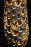 05050- Top Rare 2.25 Inch Fossilized Silicified Pine Cone EQUICALASTROBUS Eocene Sahara Desert